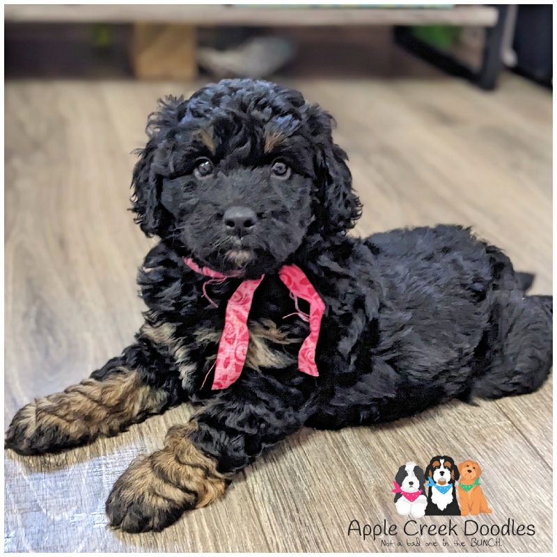 Dory and Bravo: F1b Miniature Bernedoodle Puppies – BORN 5/31/2025…Ready to take home 7/26/25.