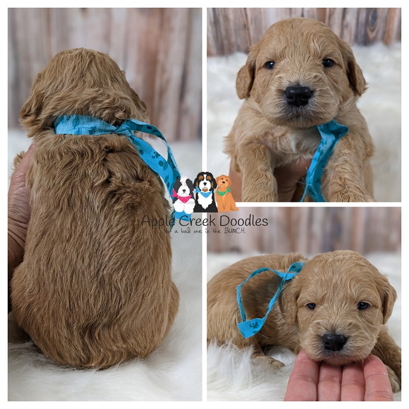 F1 Miniature English Goldendoodle Puppies: Born 6/19/25 – Ready 8/16/25.