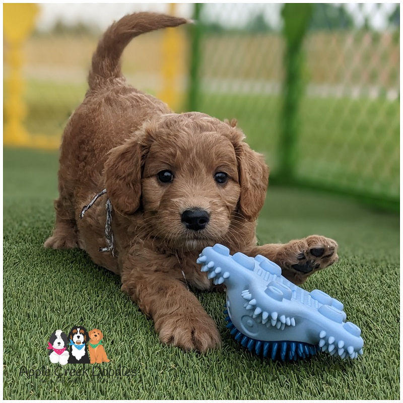 F1 Miniature English Goldendoodle Puppies: Born 6/19/25 – Ready 8/16/25.