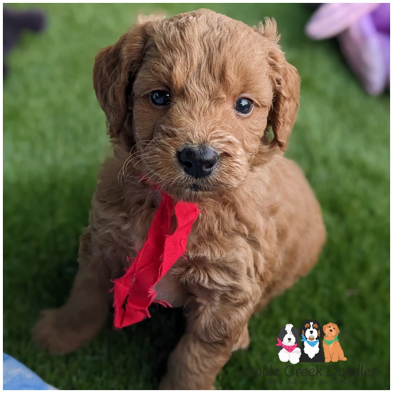 F1b Petite/Miniature Goldendoodles – Born 7/4/2025 – Ready 8/30/25.