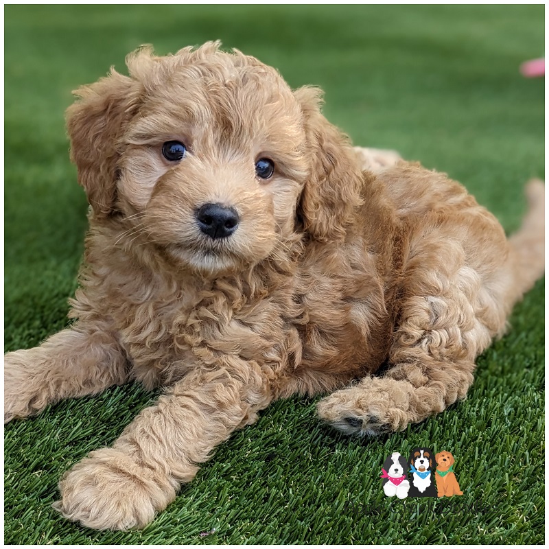 F1b Petite/Miniature Goldendoodles – Born 7/4/2025 – Ready 8/30/25.