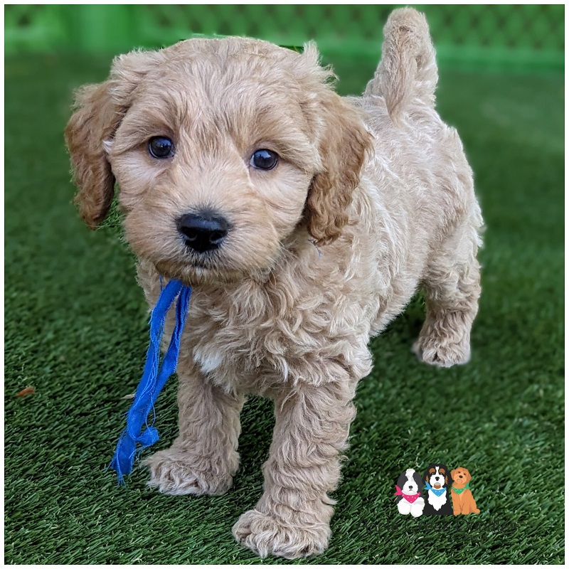 F1b Miniature Goldendoodles – Early 2026 litter plans.