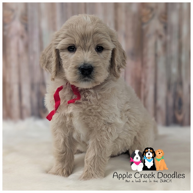 Summer and Leo’s: F1 Standard English Goldendoodle Puppies
