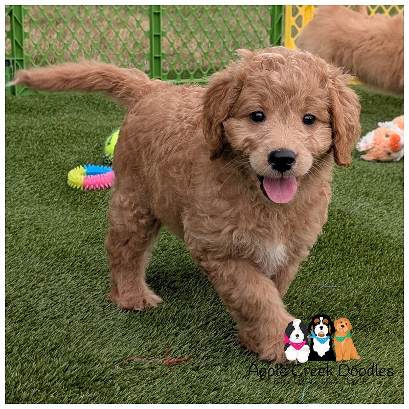 F1 Miniature English Goldendoodle Puppies: Born 6/19/25 – Ready 8/16/25.