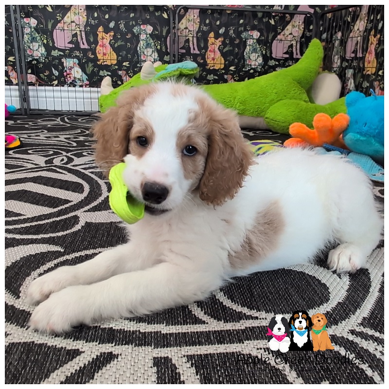 Starla and Junior: F1b Medium Bernedoodle Puppies – BORN 6/21/25…Ready to take home 8/16/25, our final bernedoodles for the year.
