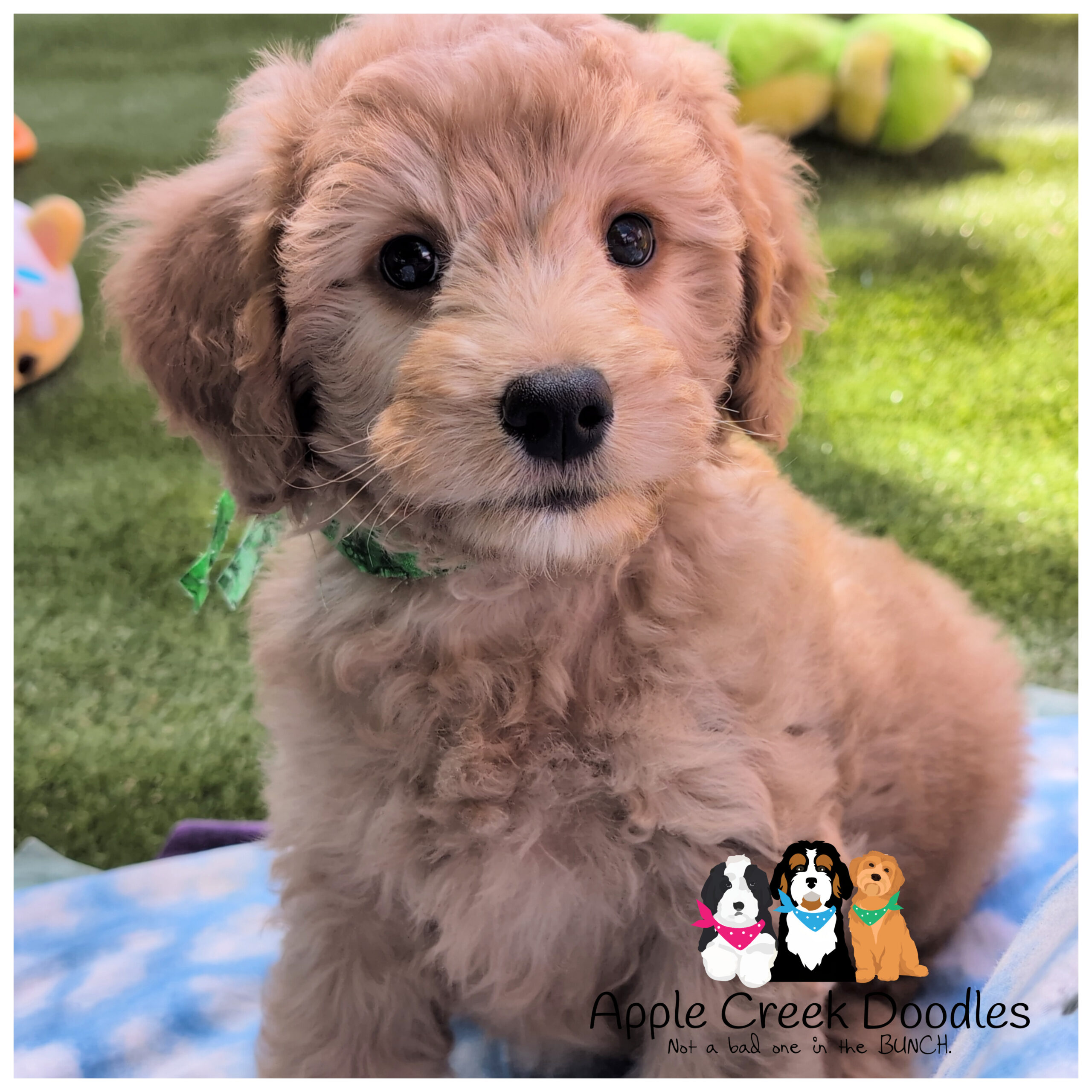 Our final litter for the year. F1b Petite/Miniature Goldendoodles – Born 7/4/2025 – Ready 8/30/25.