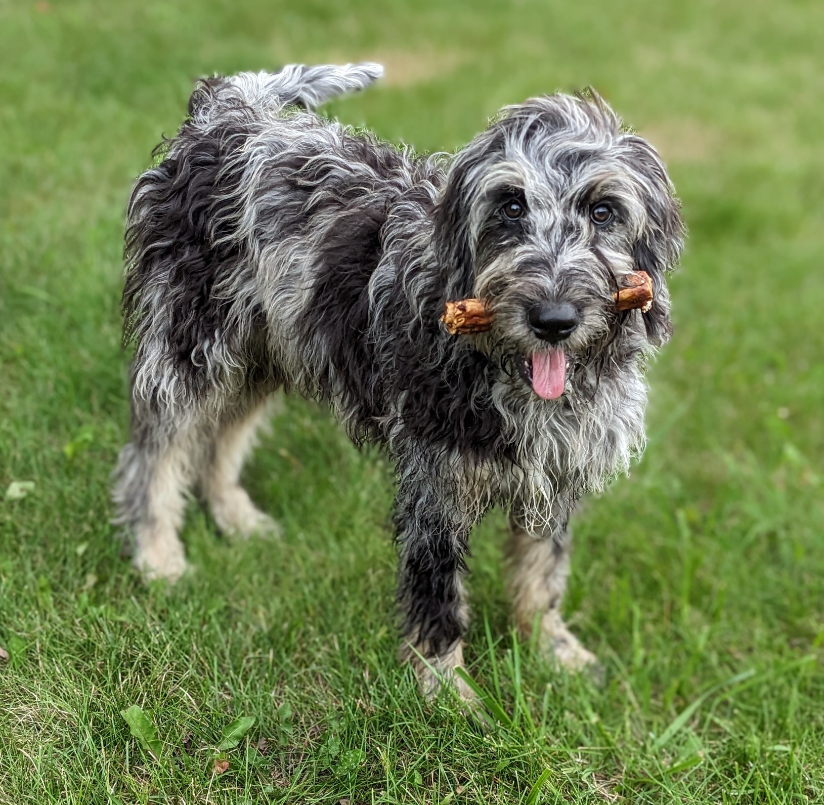 Puppy Reservation Form – Apple Creek Doodles