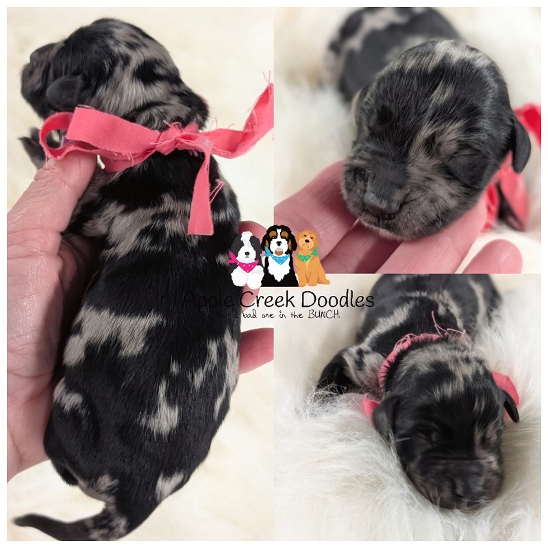 F1 English Merle Goldendoodle Puppies – 45-60lbs grown.