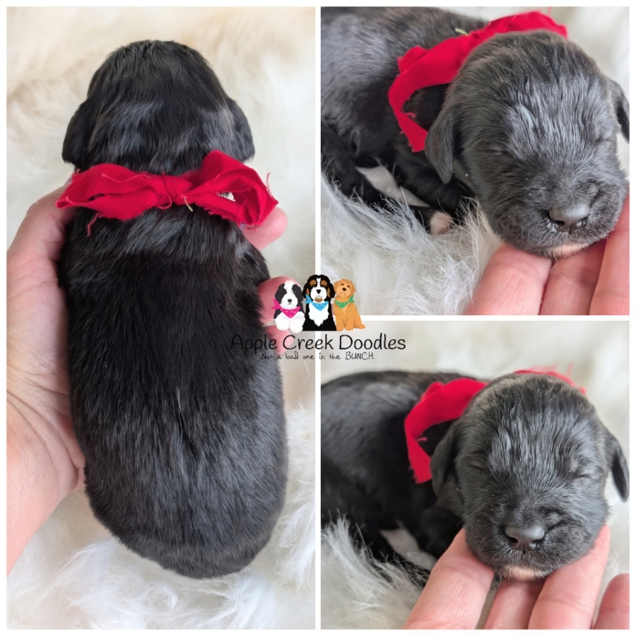 F1 English goldendoodle puppies