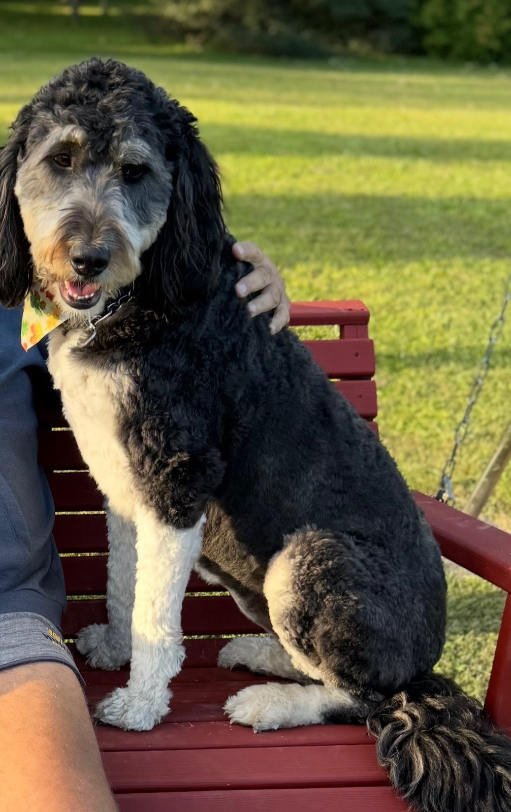 Available Adults or Older Puppies.