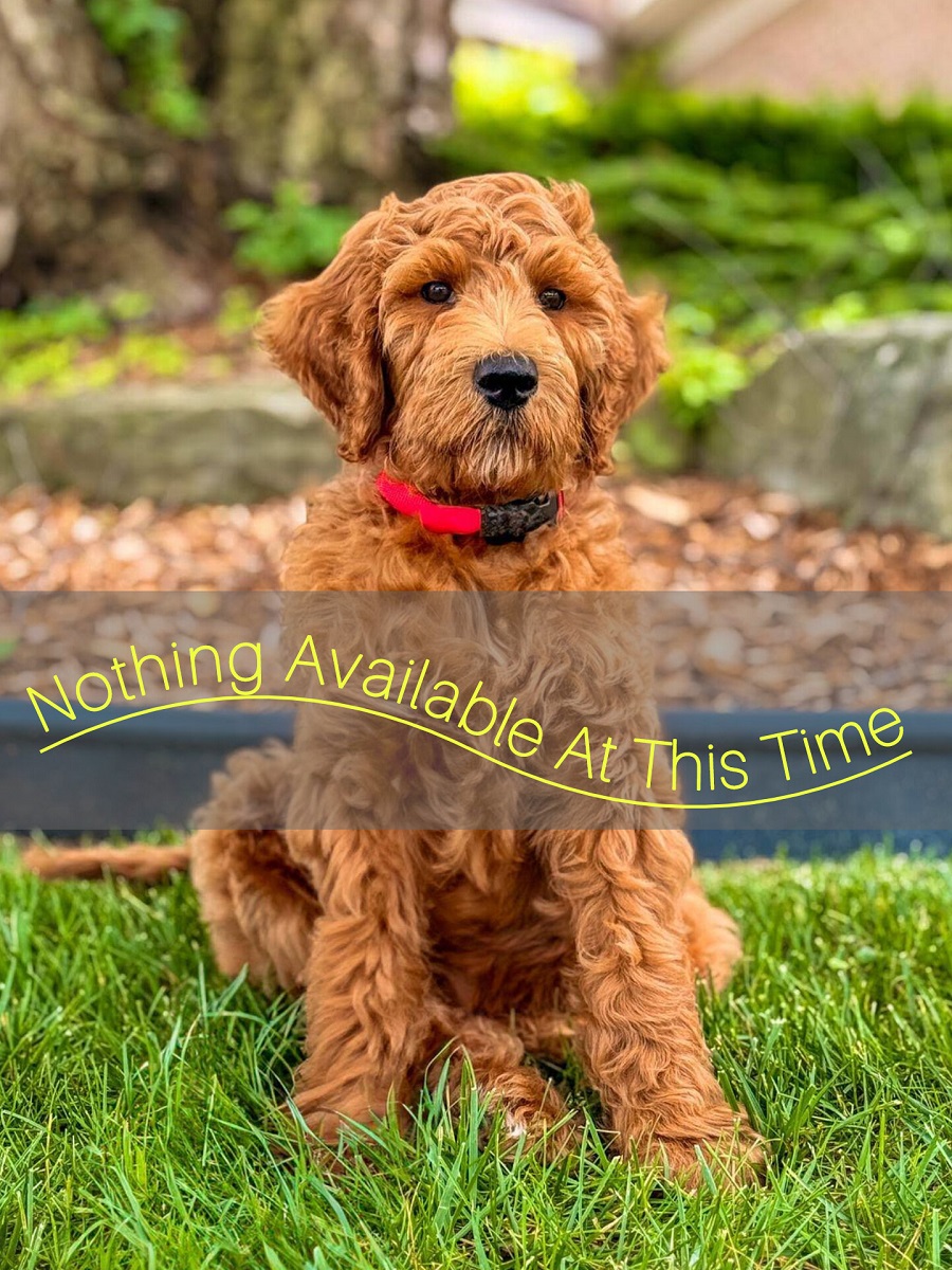 Available Adults or Older Puppies.