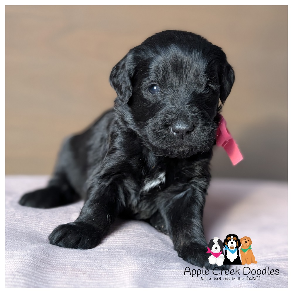 F1 English Merle Goldendoodle Puppies – 45-60lbs grown.