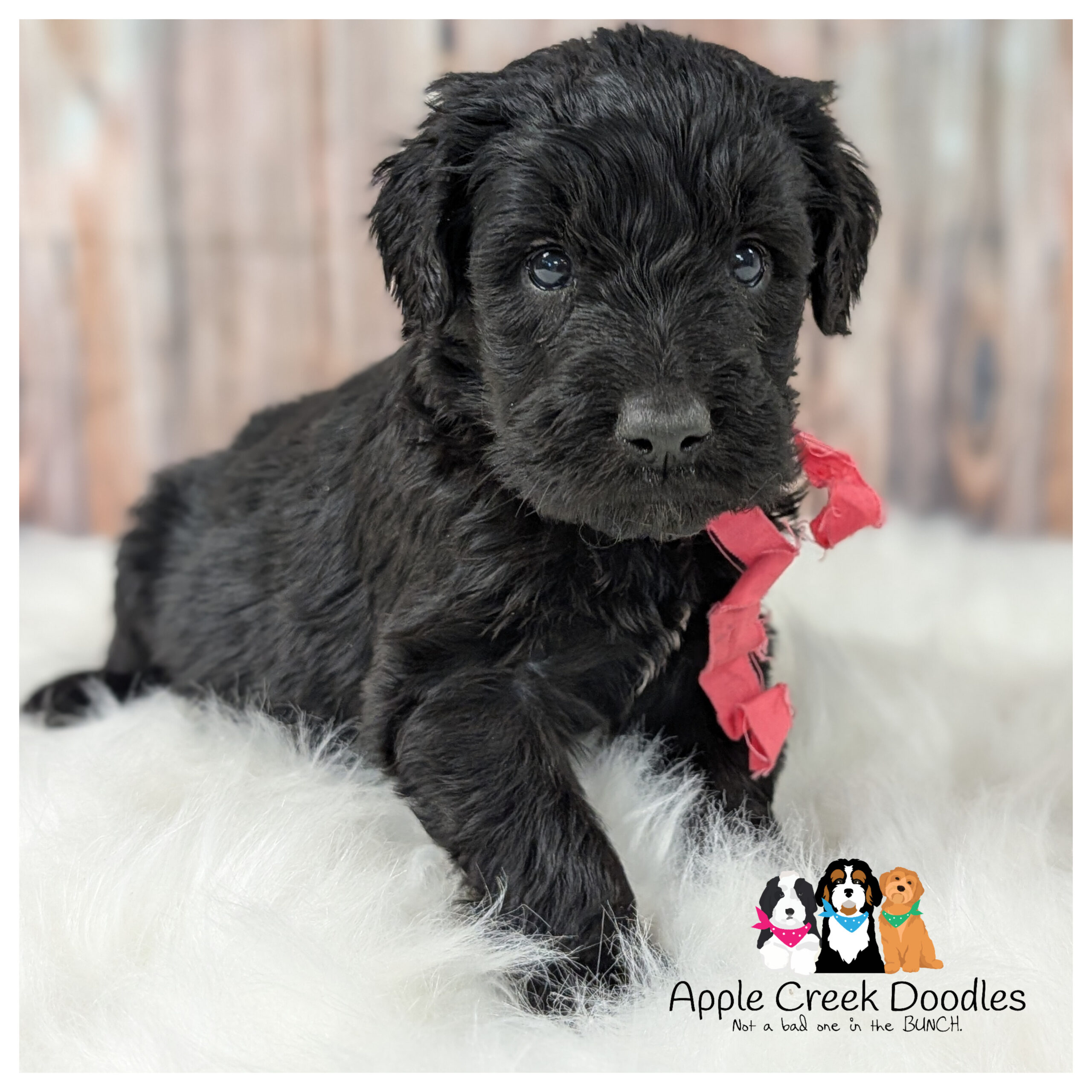 F1 English Merle Goldendoodle Puppies – 45-60lbs grown.
