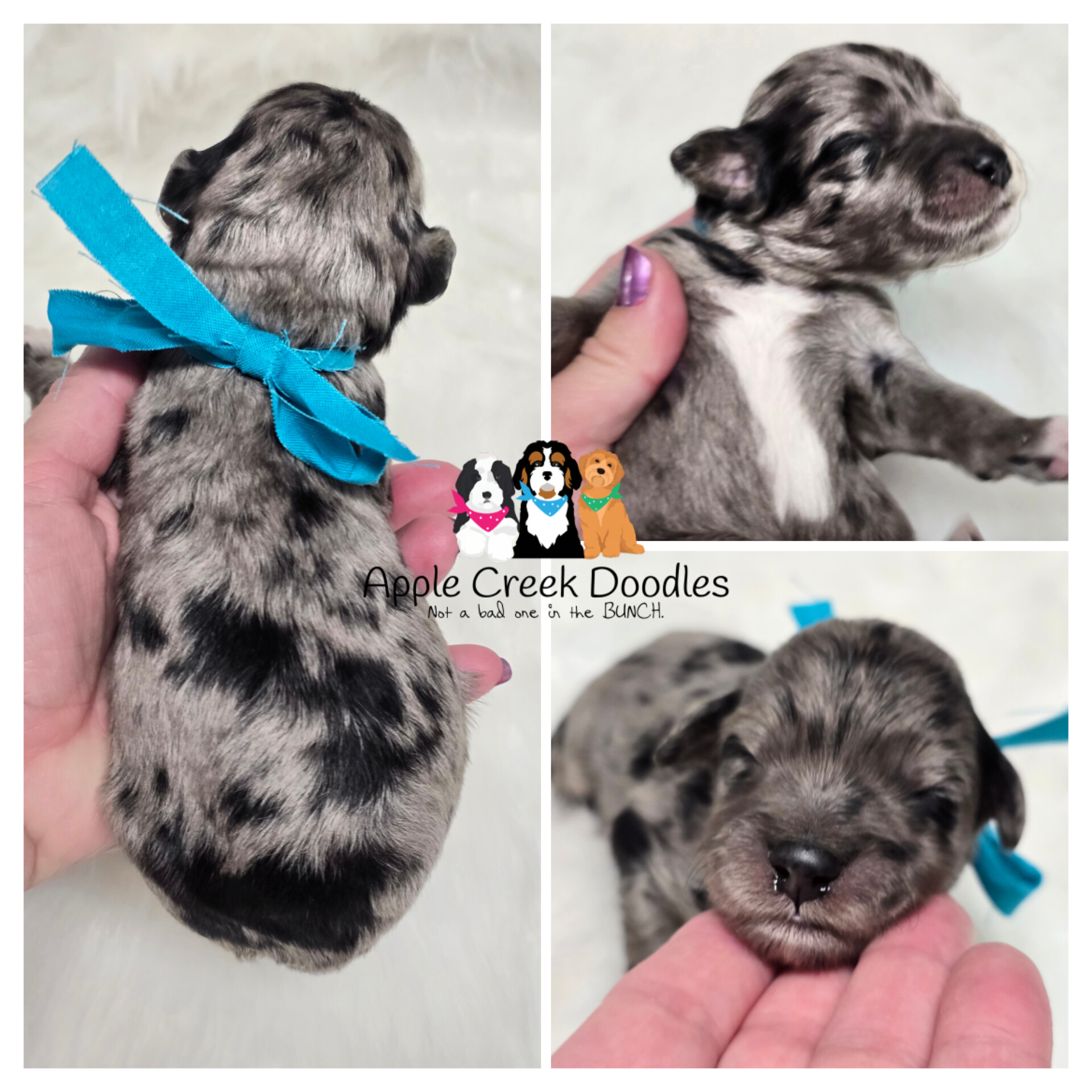 F1b merle goldendoodle puppies