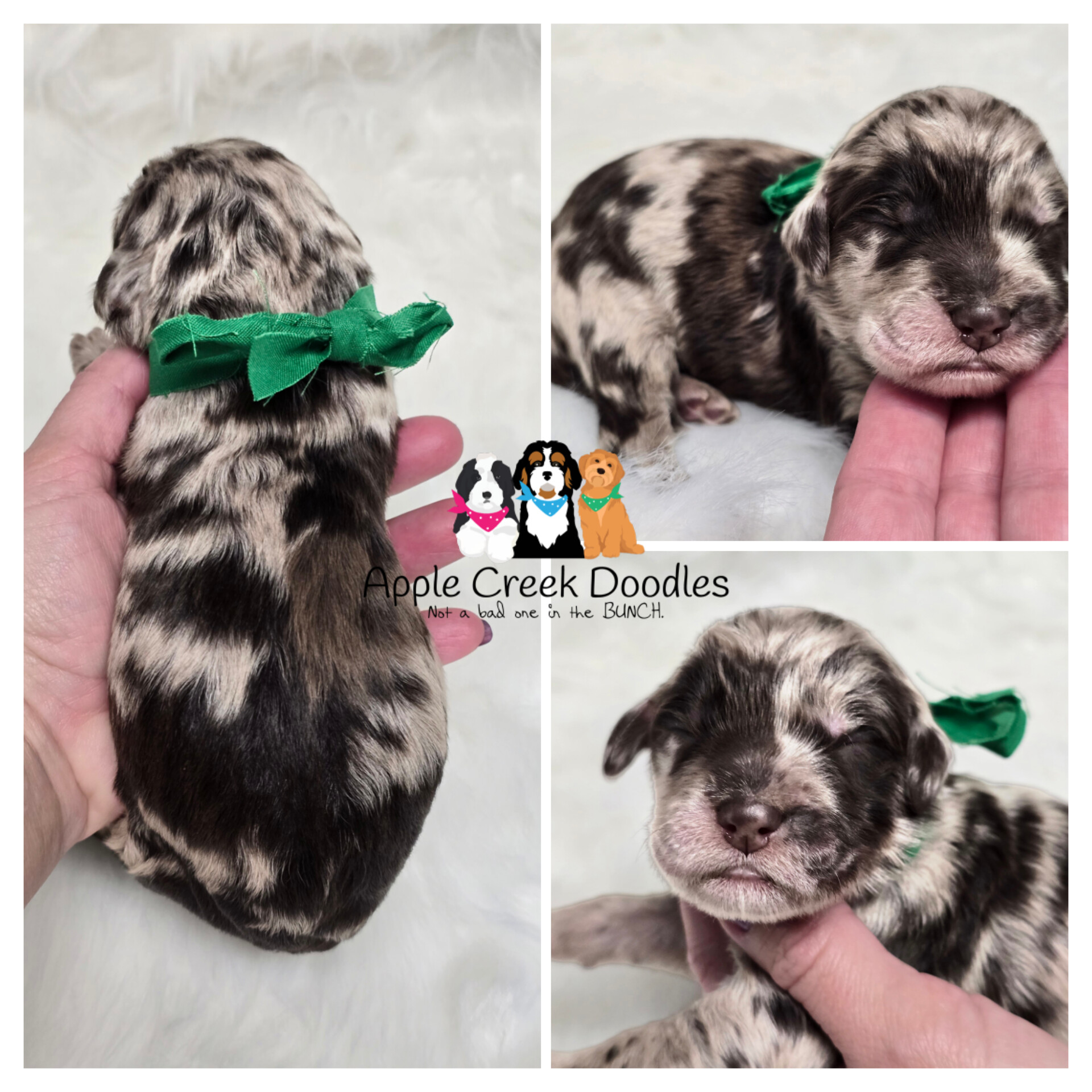 F1b merle goldendoodle puppies