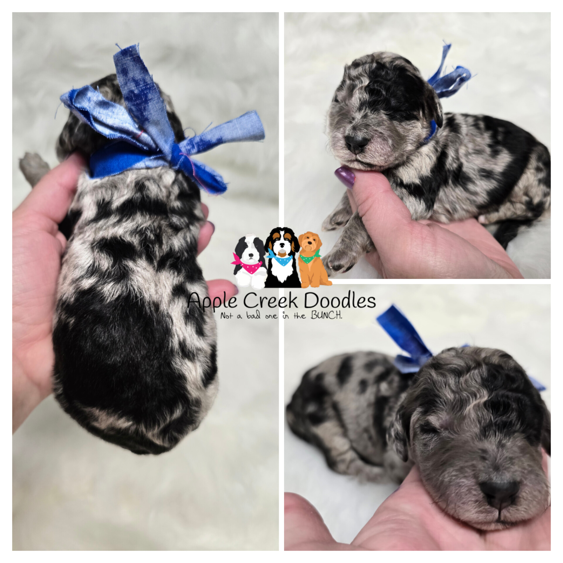 F1b merle goldendoodle puppies