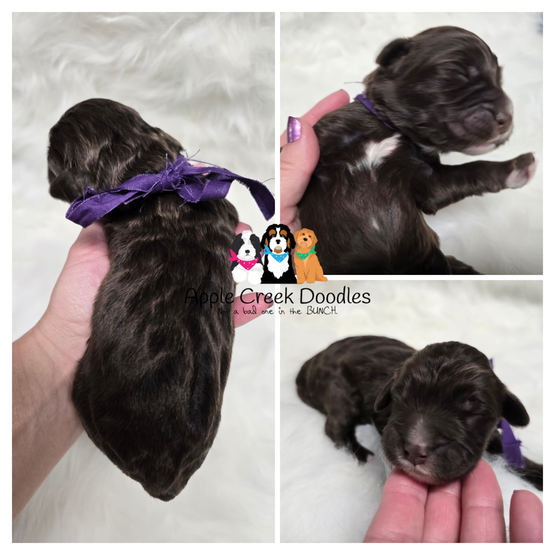 F1b merle goldendoodle puppies