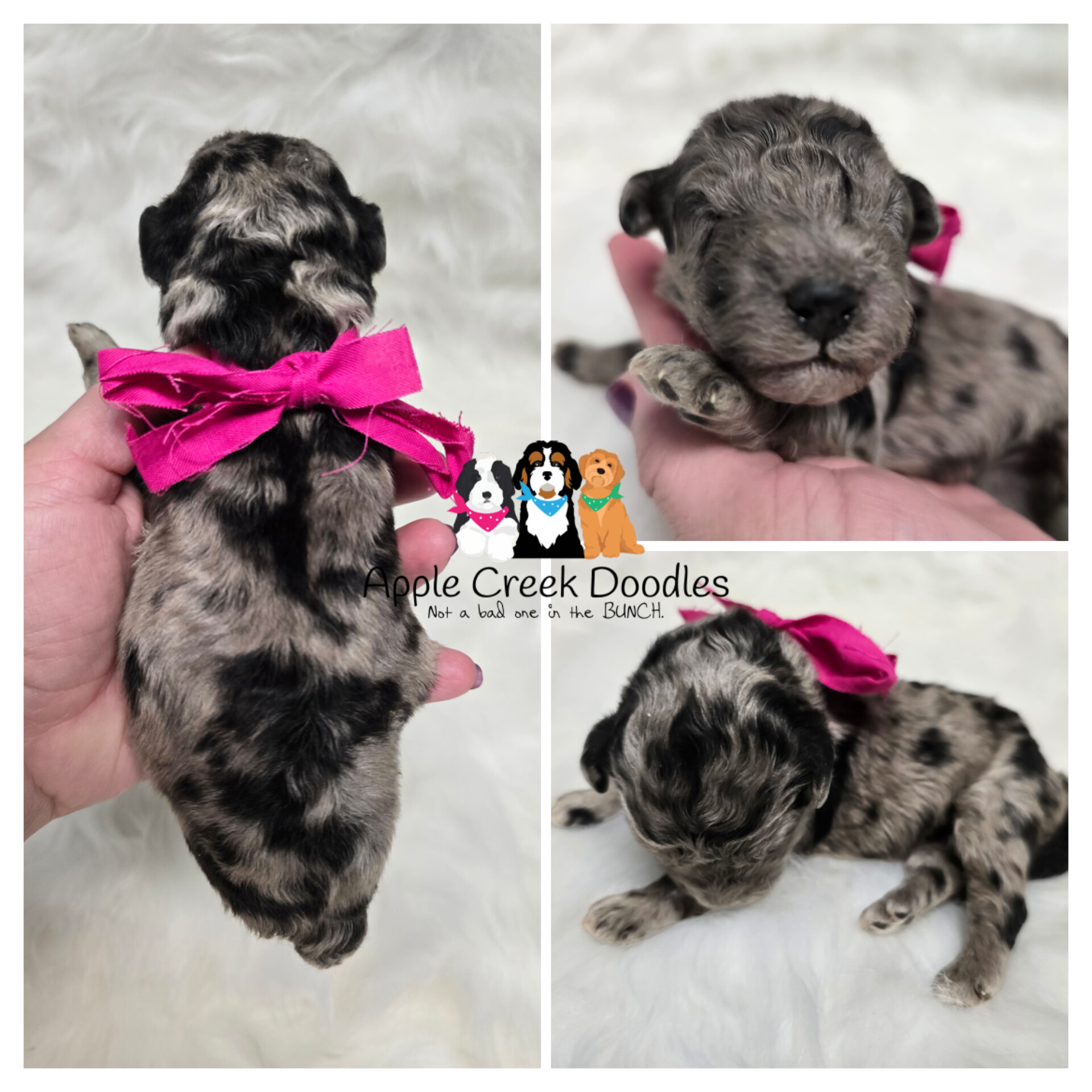F1b merle goldendoodle puppies
