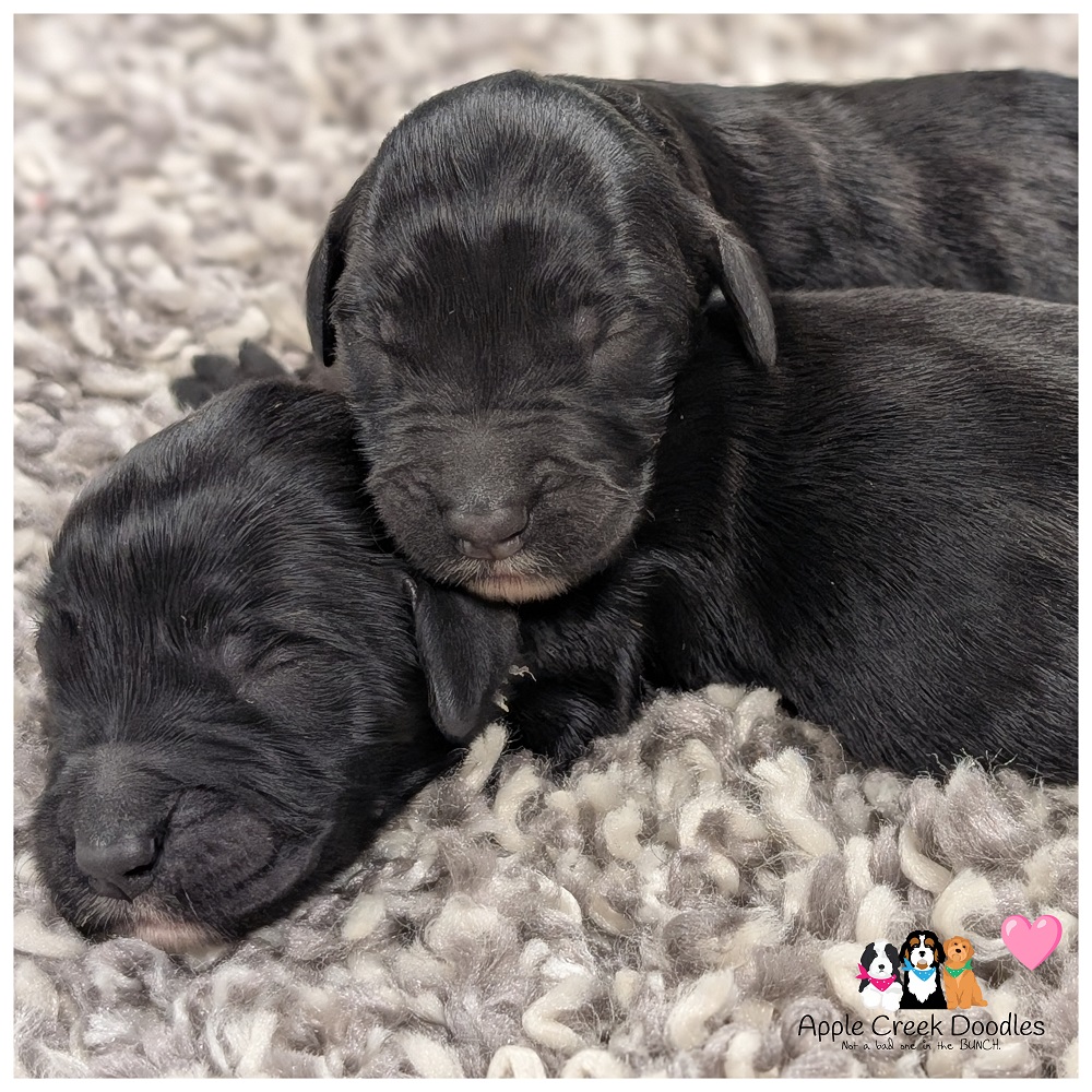 english goldendoodle puppies