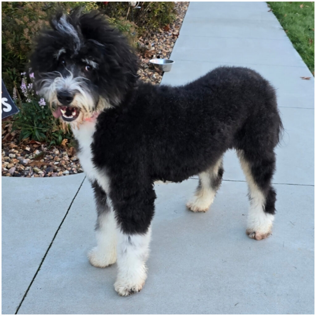 f1b bernedoodle puppies
