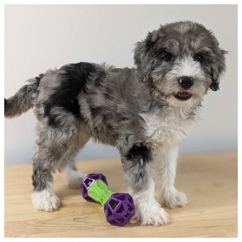 F1b Bernedoodle Puppies – Due late May 2026!