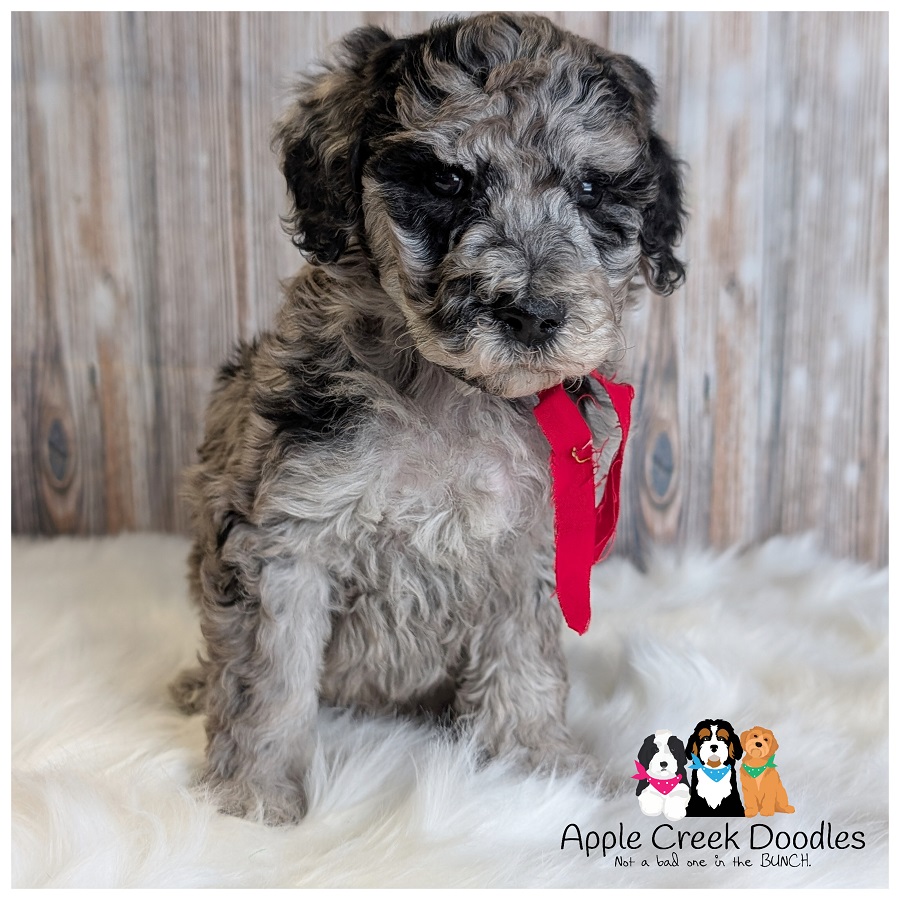 F1b Merle Goldendoodle Puppies – 45-60lbs grown.