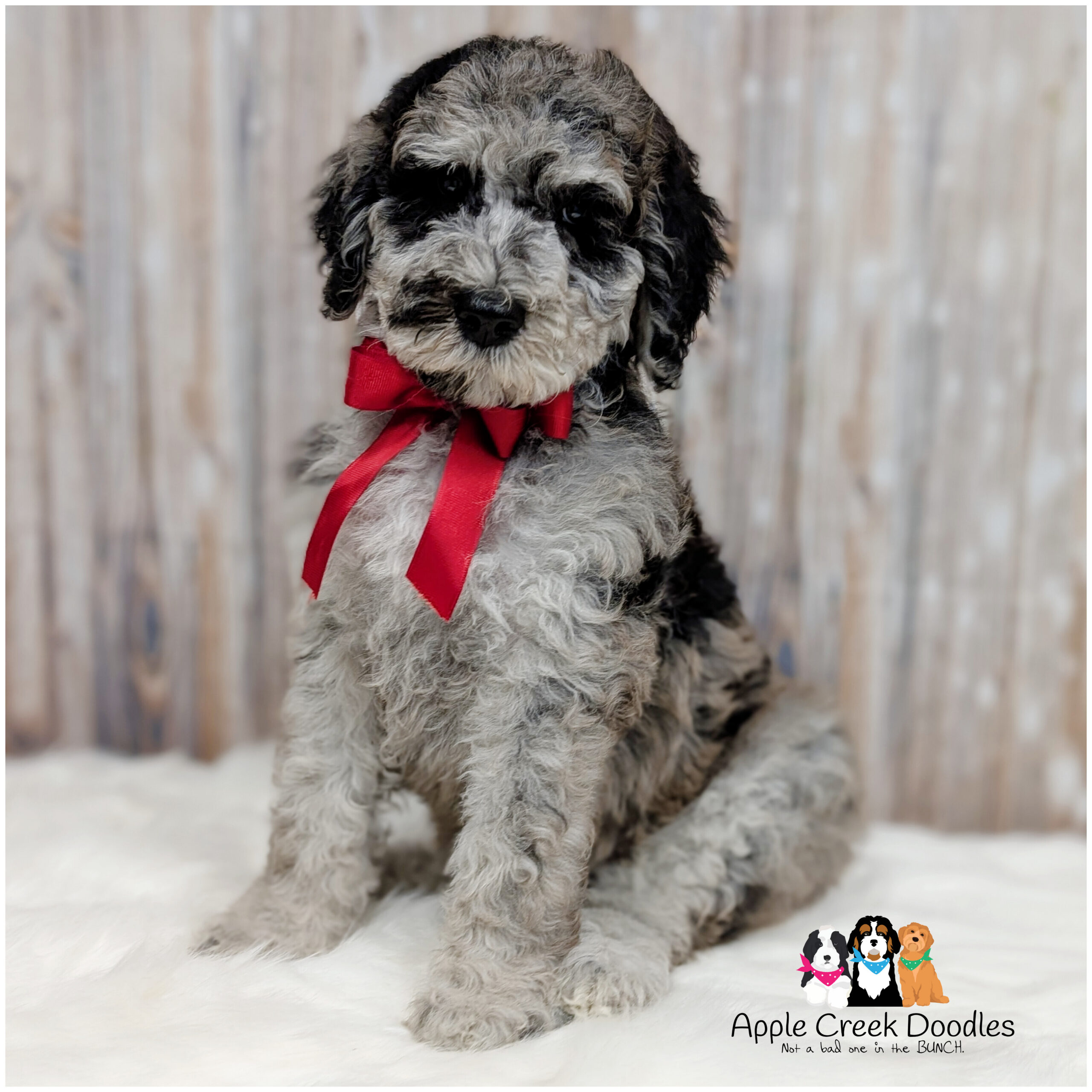 F1b Merle Goldendoodle Puppies – 40-60lbs grown.