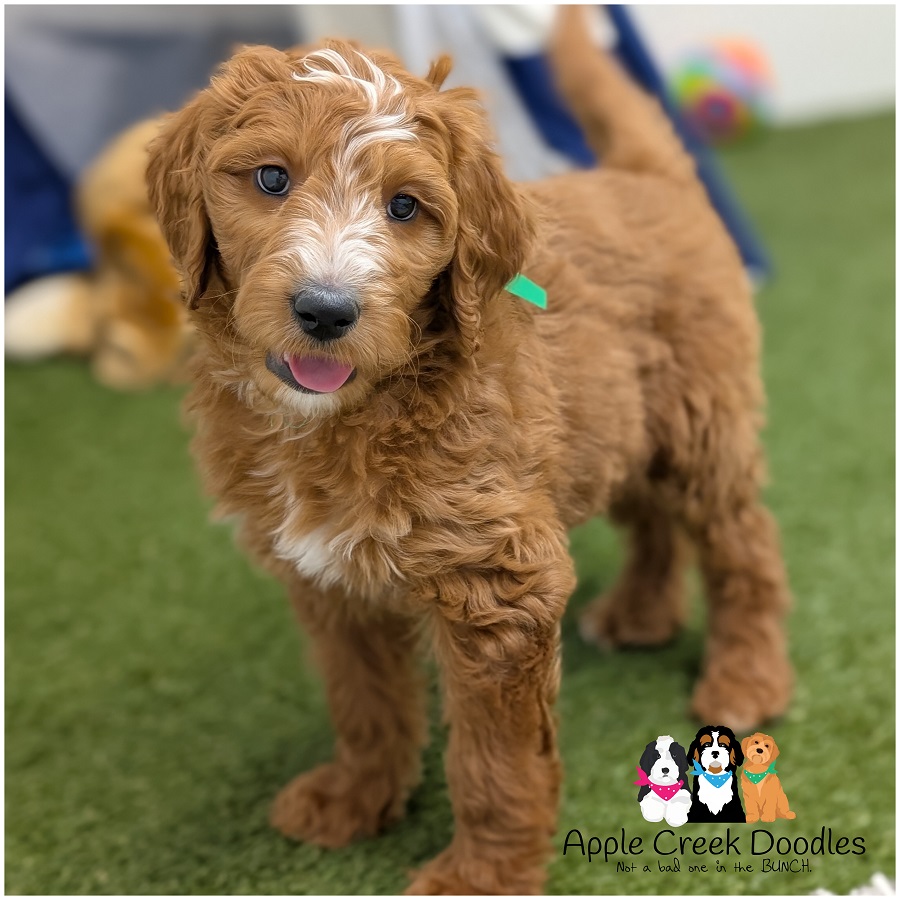 F1b English Goldendoodle Puppies – Born 1/12/26 – Ready 3/14/26.