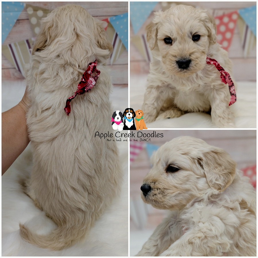 F1 English Goldendoodle Puppies – Ready March 28th, 2026.
