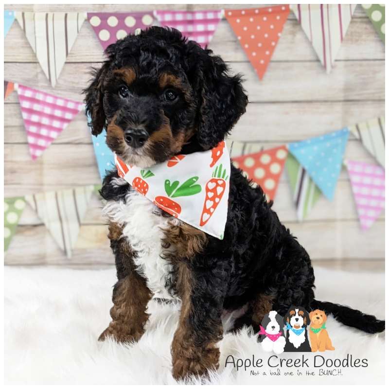 F1b Medium Bernedoodles – Due late May 2026 – Ready late July.