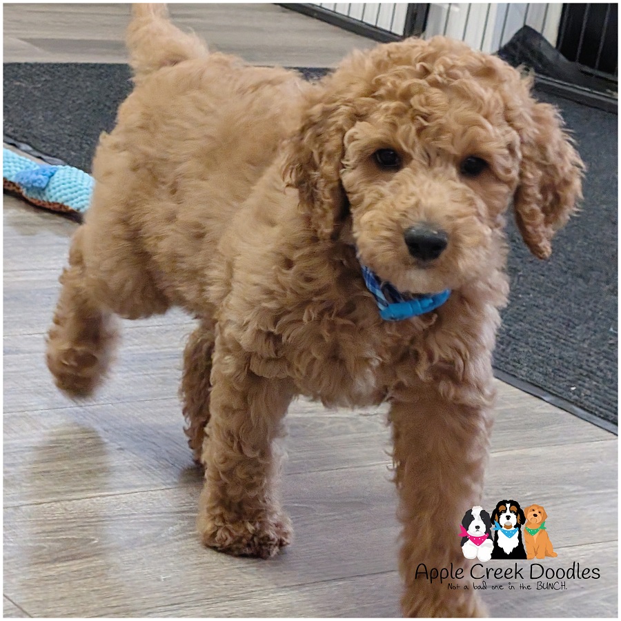 F1b English Goldendoodle Puppies – Born 1/12/26 – Ready 3/14/26.