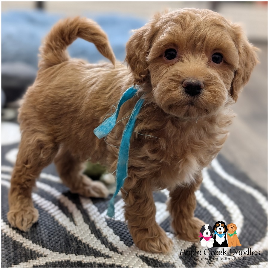 F1b Miniature Goldendoodles – Born February 4th, 2026….Ready to go home April 4th, 2026.