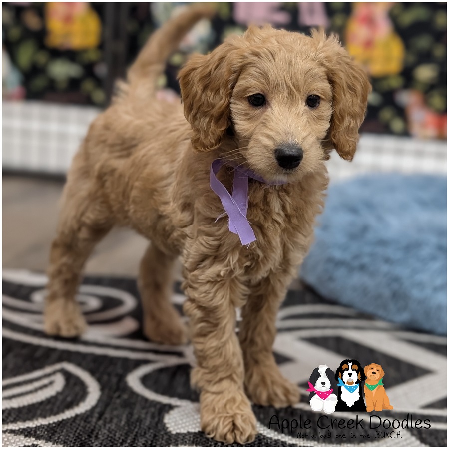 F1b Miniature Goldendoodles – Born January 30th, 2026….Ready to go home April 4th, 2026.