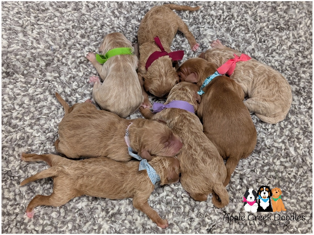F1b Goldendoodle Puppies – Born 3/21/26 – Ready 5/16/26.