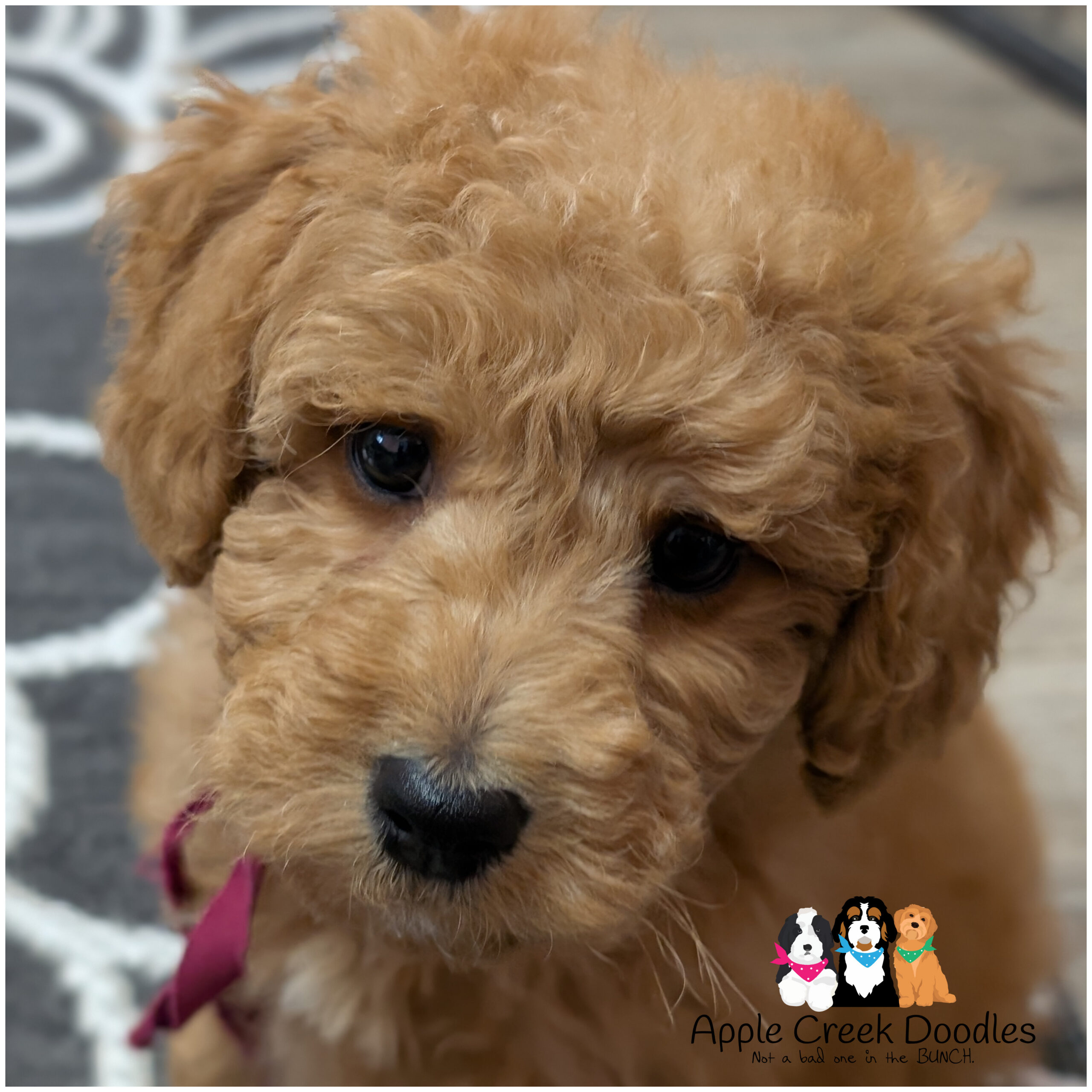 F1b Miniature Goldendoodles – Ready to go home today.