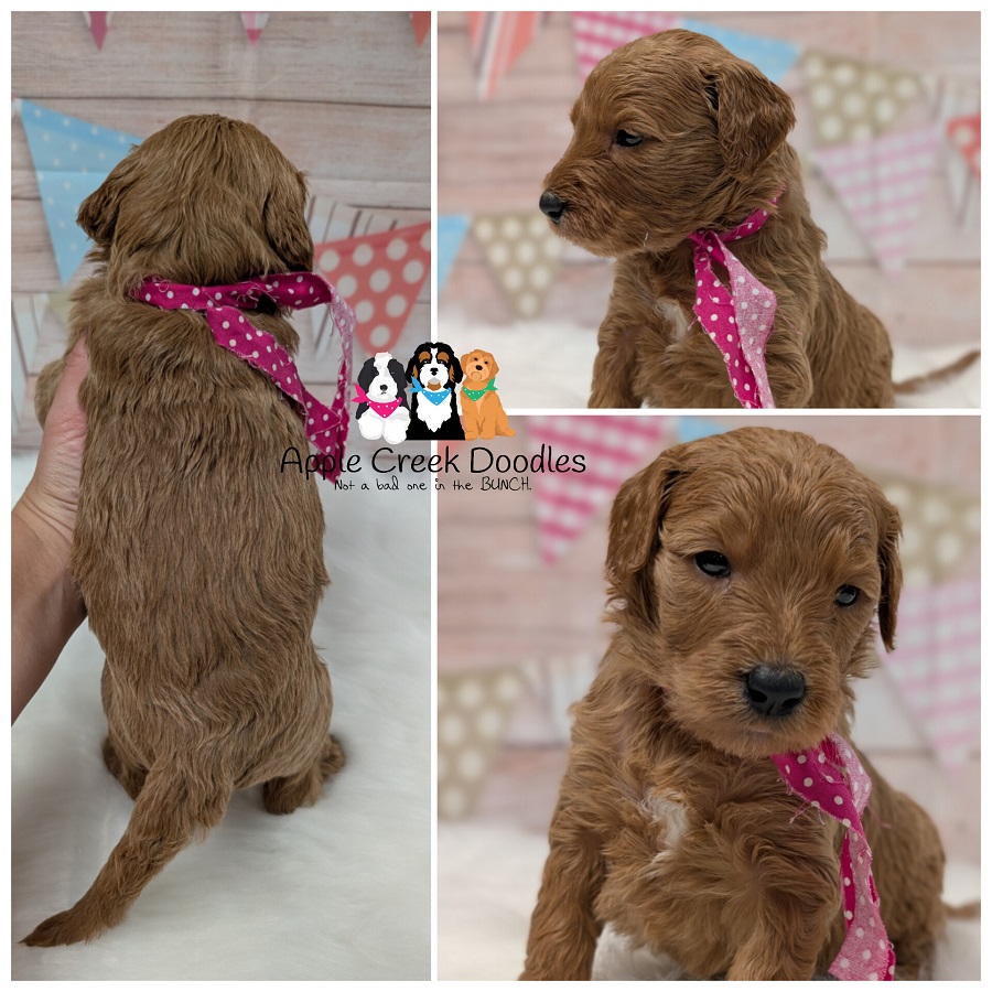 F1b Goldendoodle Puppies – Born 3/21/26 – Ready 5/16/26.