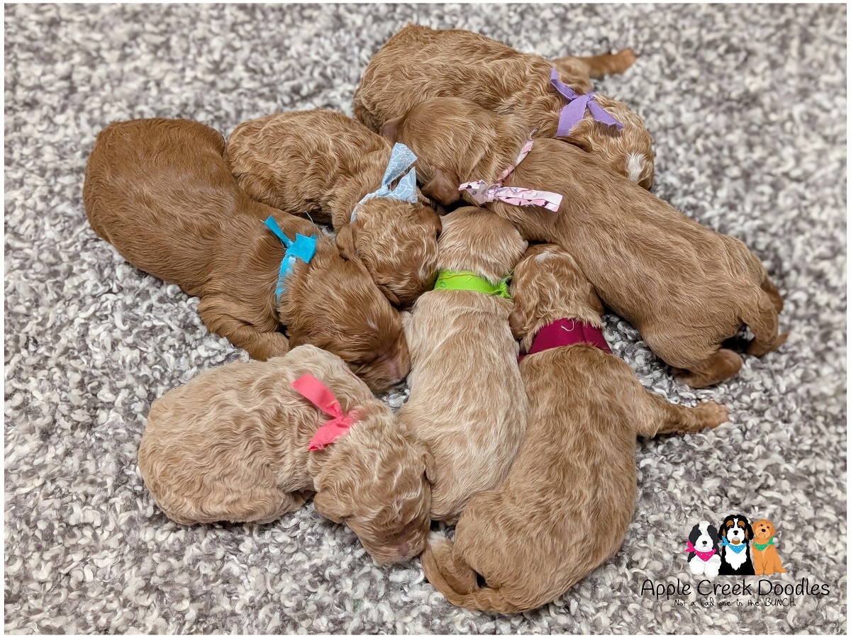 F1b Goldendoodle Puppies – Born 3/21/26 – Ready 5/16/26.