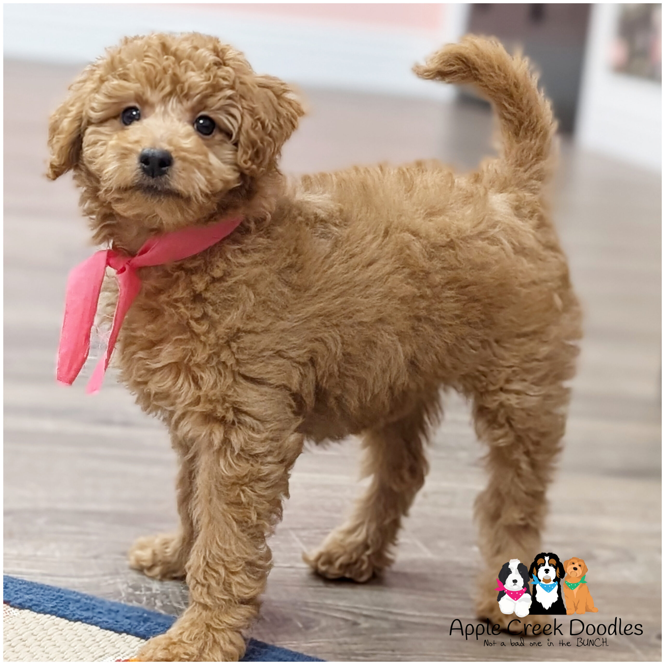 F1b Miniature Goldendoodles – Ready to take home today.