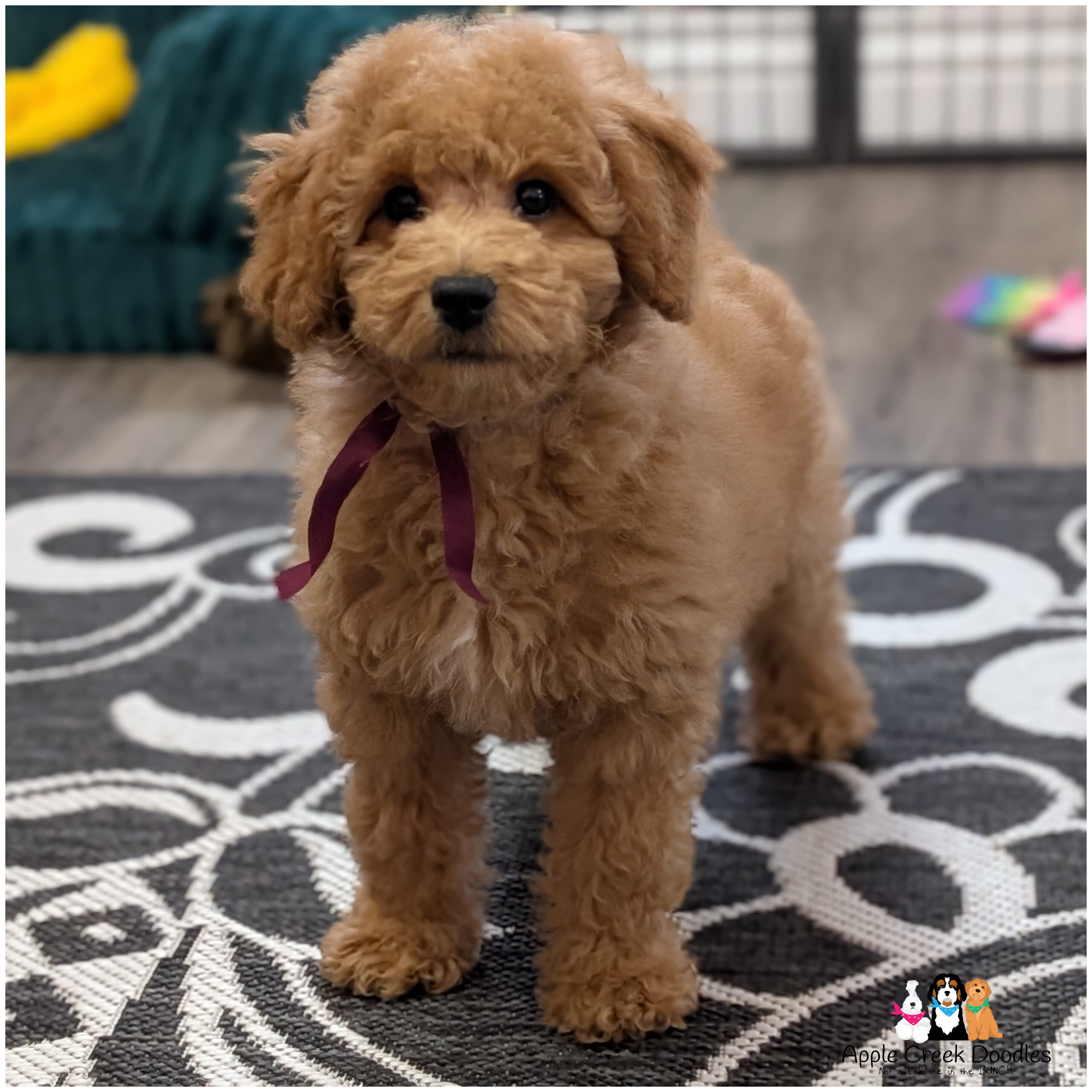 F1b Miniature Goldendoodles – Hadley is available and ready to take home today!
