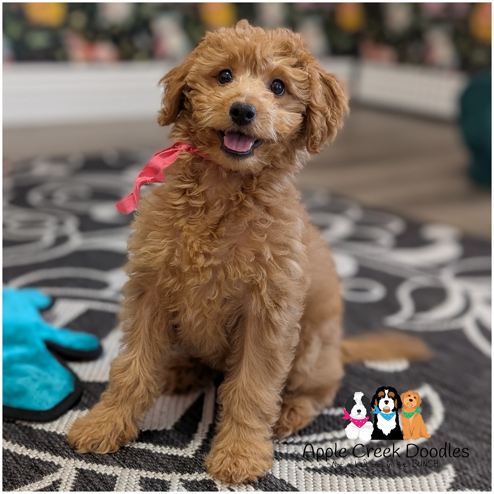 F1b Miniature Goldendoodles – Ready to take home today.