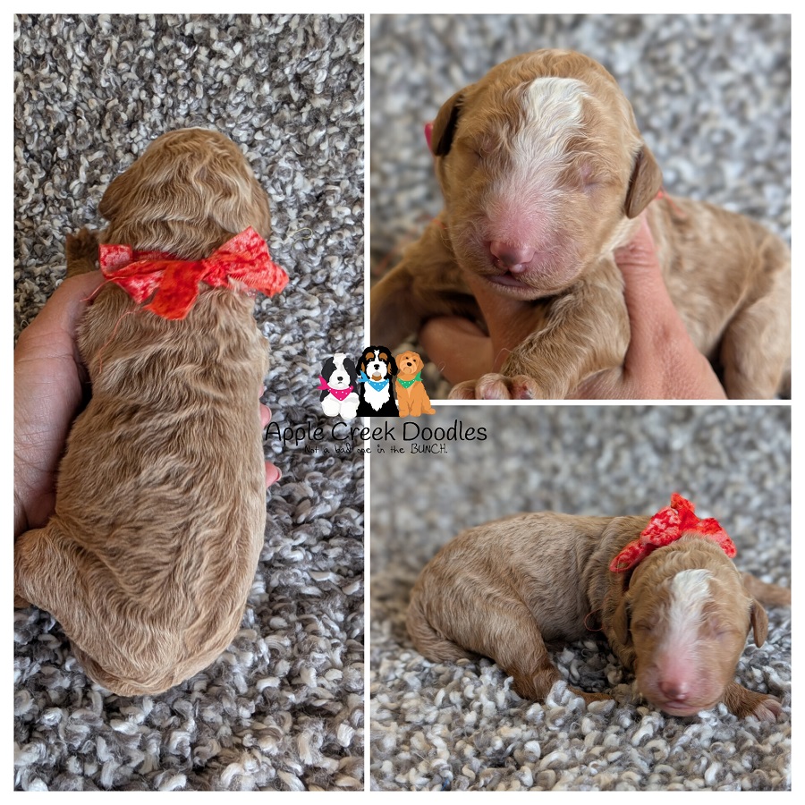 F1b Goldendoodle Puppies – Born June 16th, 2026 – Ready to take home September 12th, 2026.
