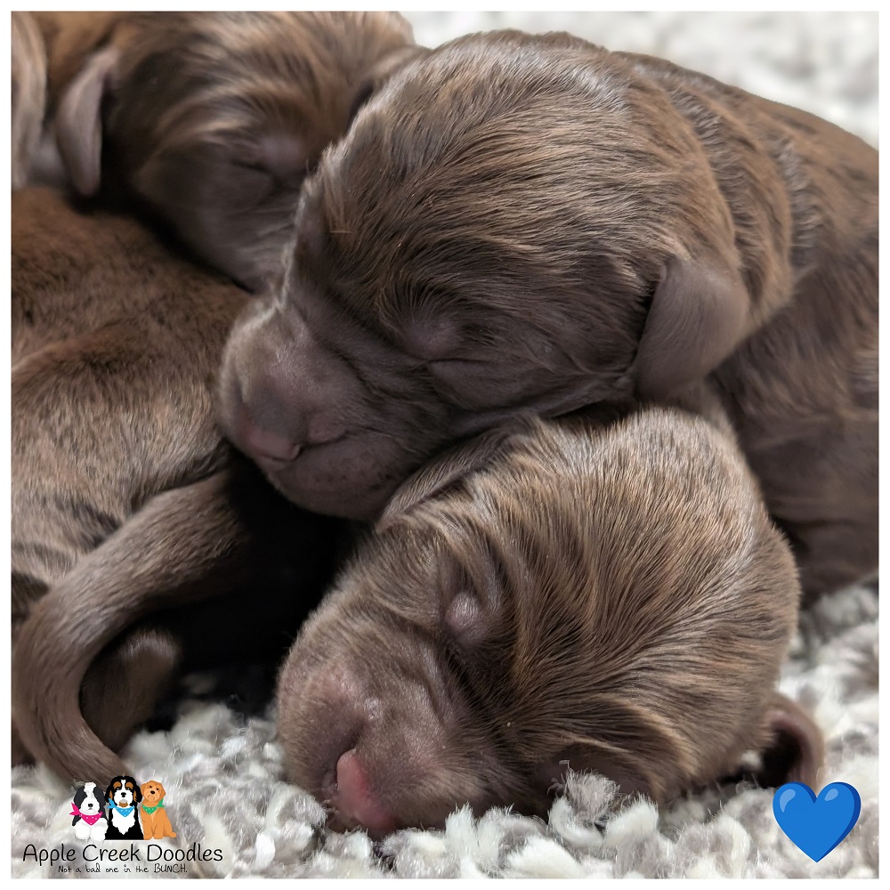 F1 Labradoodle Puppies – Born April 29th, 2026 – Ready June 27th, 2026.