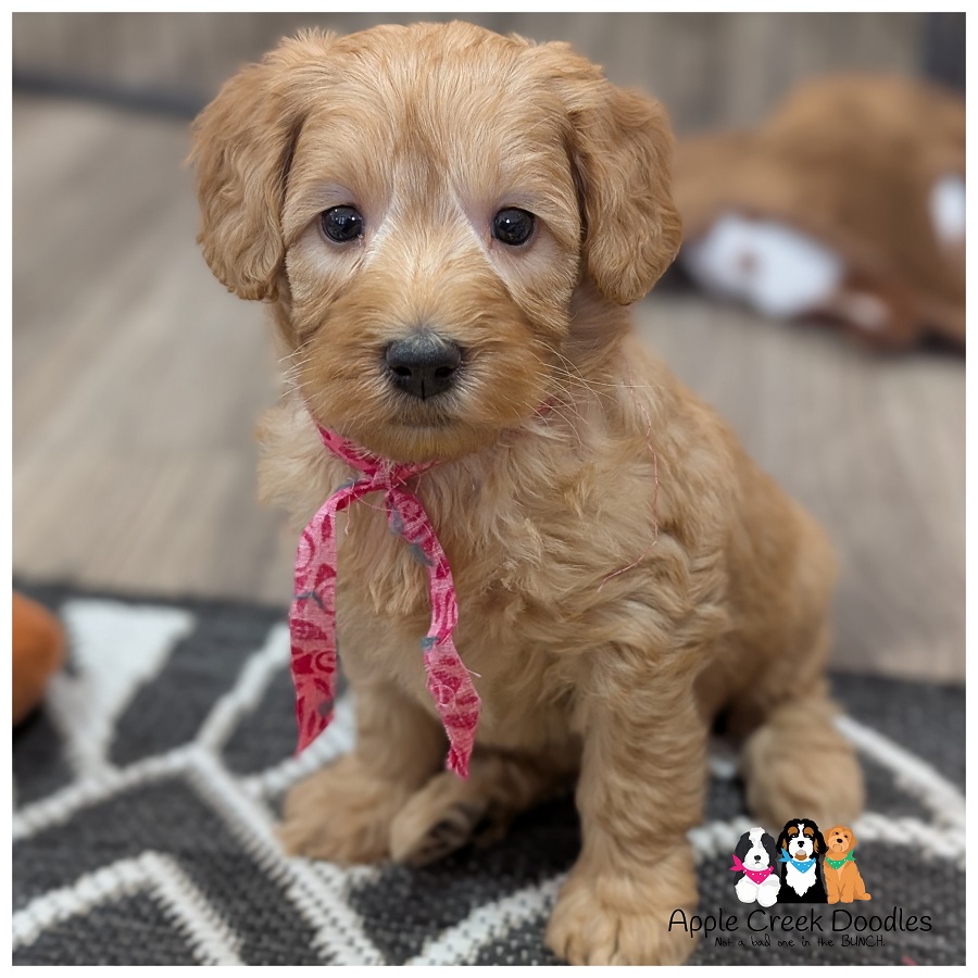 F1b Miniature Goldendoodles – Born April 3rd…..Ready May 30th.