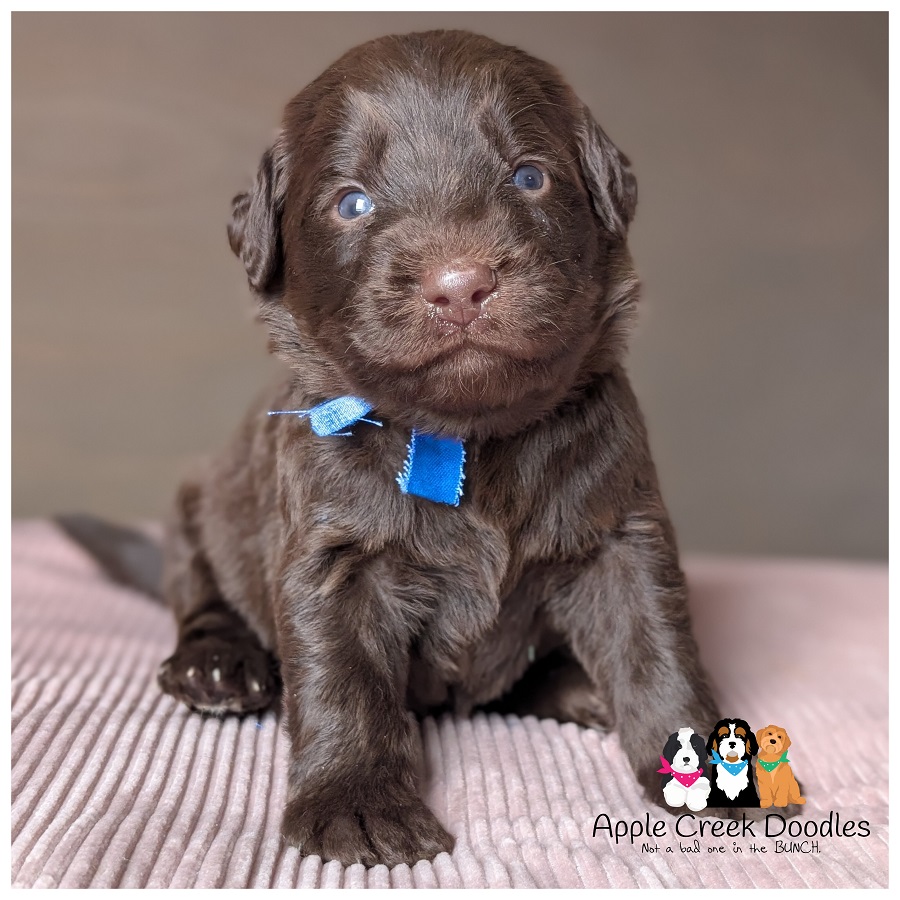 F1 Labradoodle Puppies – Born April 29th, 2026 – Ready June 27th, 2026.