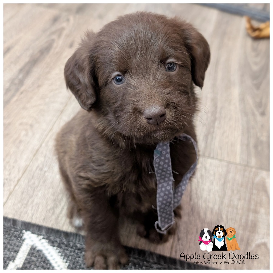 F1 Labradoodle Puppies – Born April 29th, 2026 – Ready June 27th, 2026.