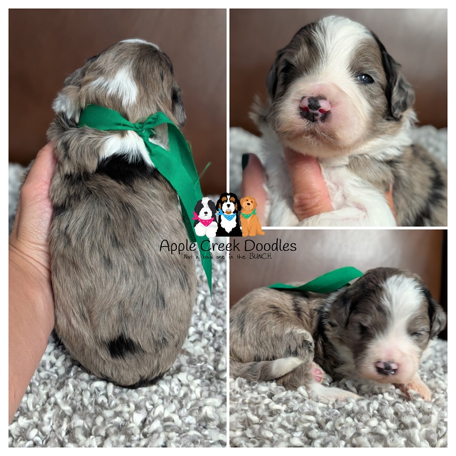 F1b Bernedoodle Puppies – Born May 24th, Ready July 19th.