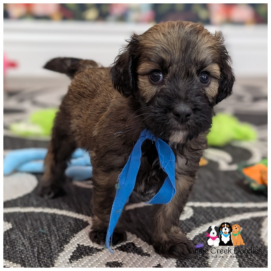 Merle, Black and Sable F1 English Goldendoodle Puppies – Ready to take home June 28th.
