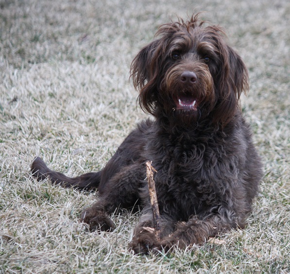 f1 labradoodle puppies