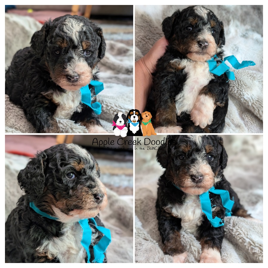 F1b Miniature Bernedoodle Puppies – Born 5/15 – Ready 7/11.