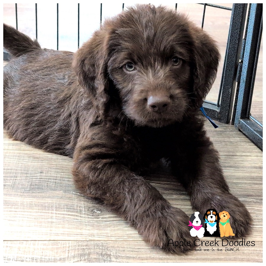 F1 Labradoodle Puppies – Born April 29th, 2026 – Ready June 27th, 2026.